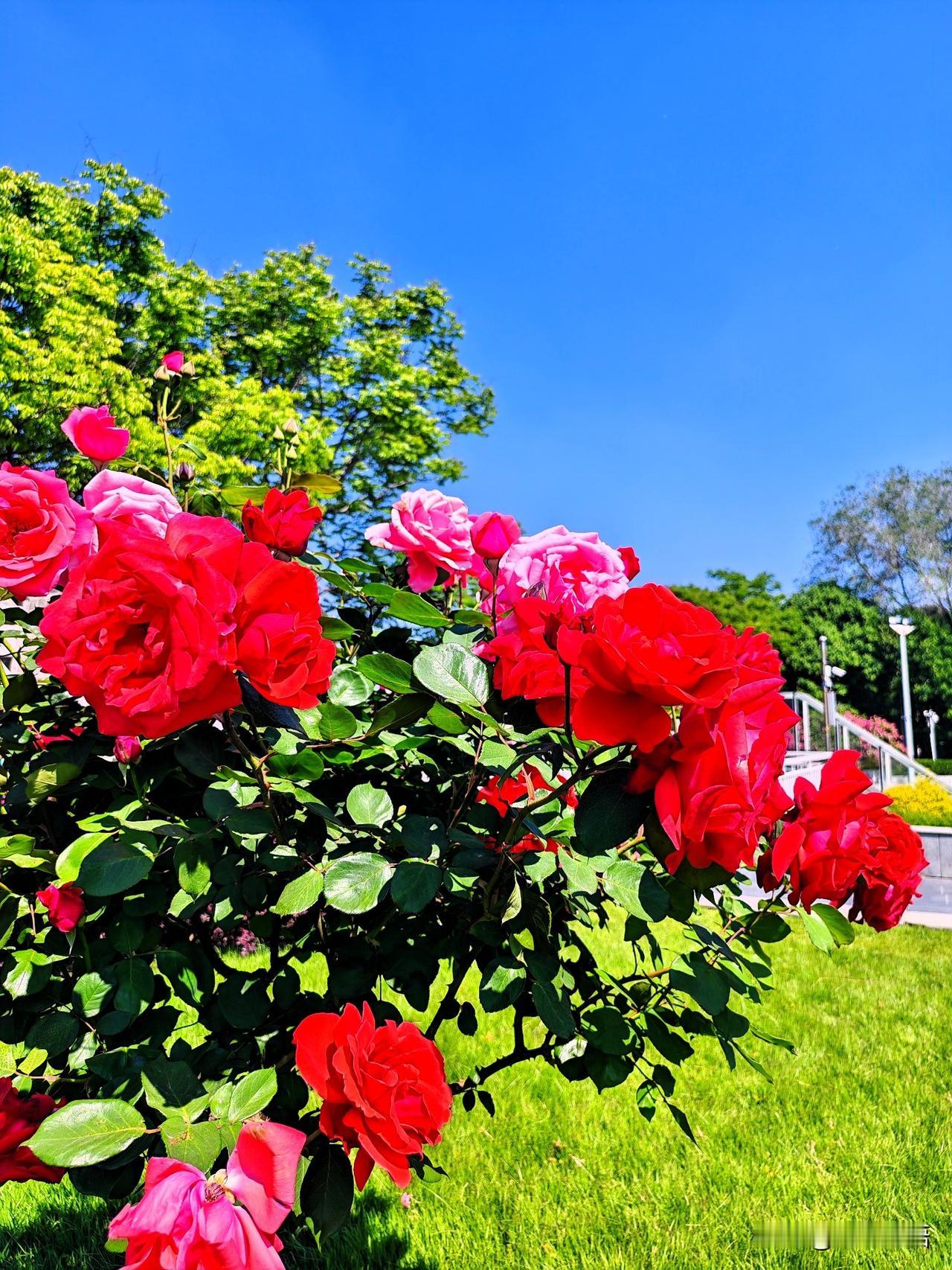 阳光下的绚丽月季，绽放出生命的色彩！🌹🌞