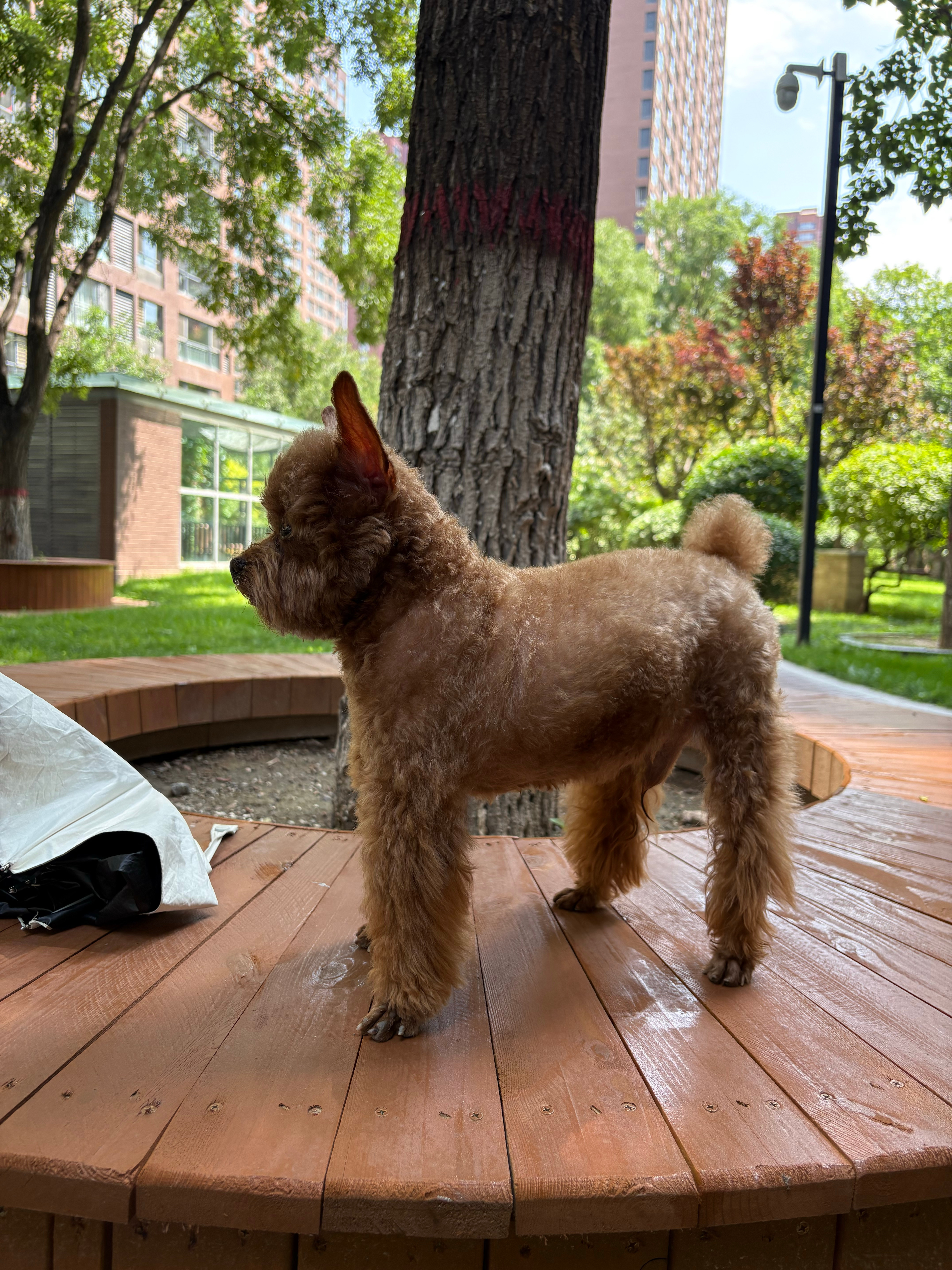 哼哼，我也有。《狗来》🐶哈哈哈哈哈哈