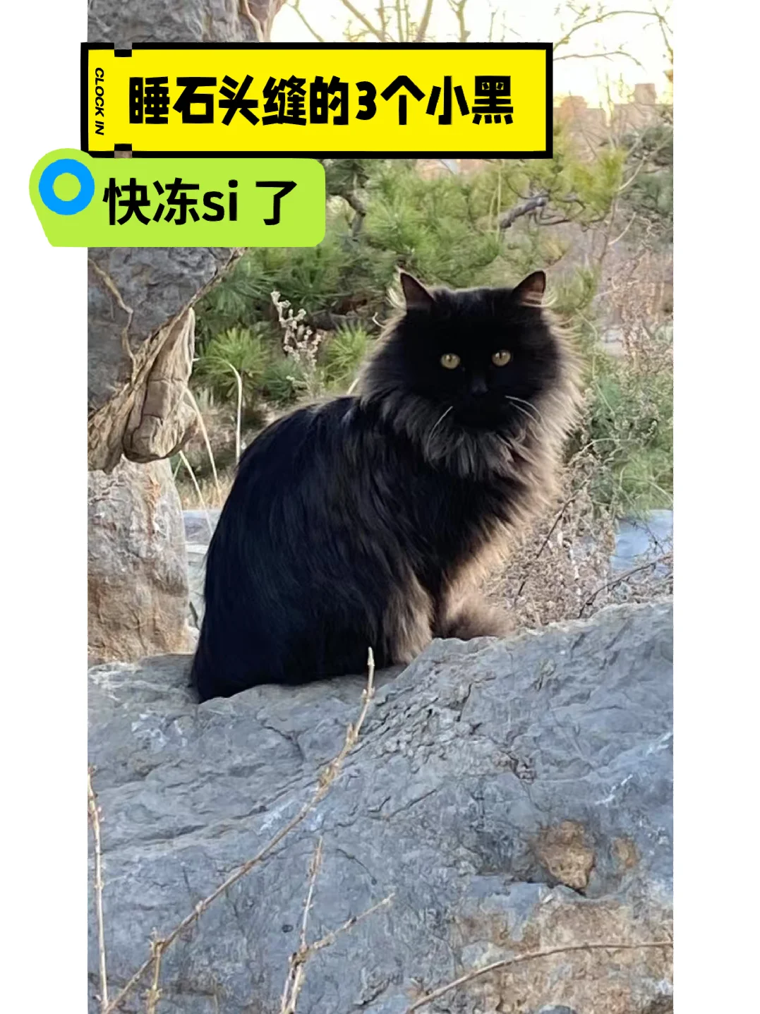 公园不让搭猫窝，也不让放猫碗，大概是睡石头缝里，互相取暖。0下十多度...