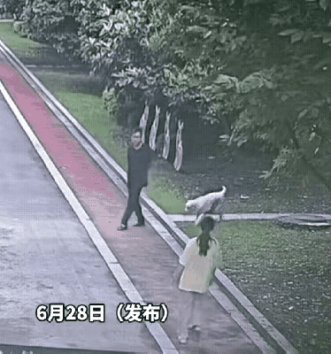 这样的行为你们怎么看？
这个养狗男人缺德，养的狗向女孩子扑来，居然不管！
城市养