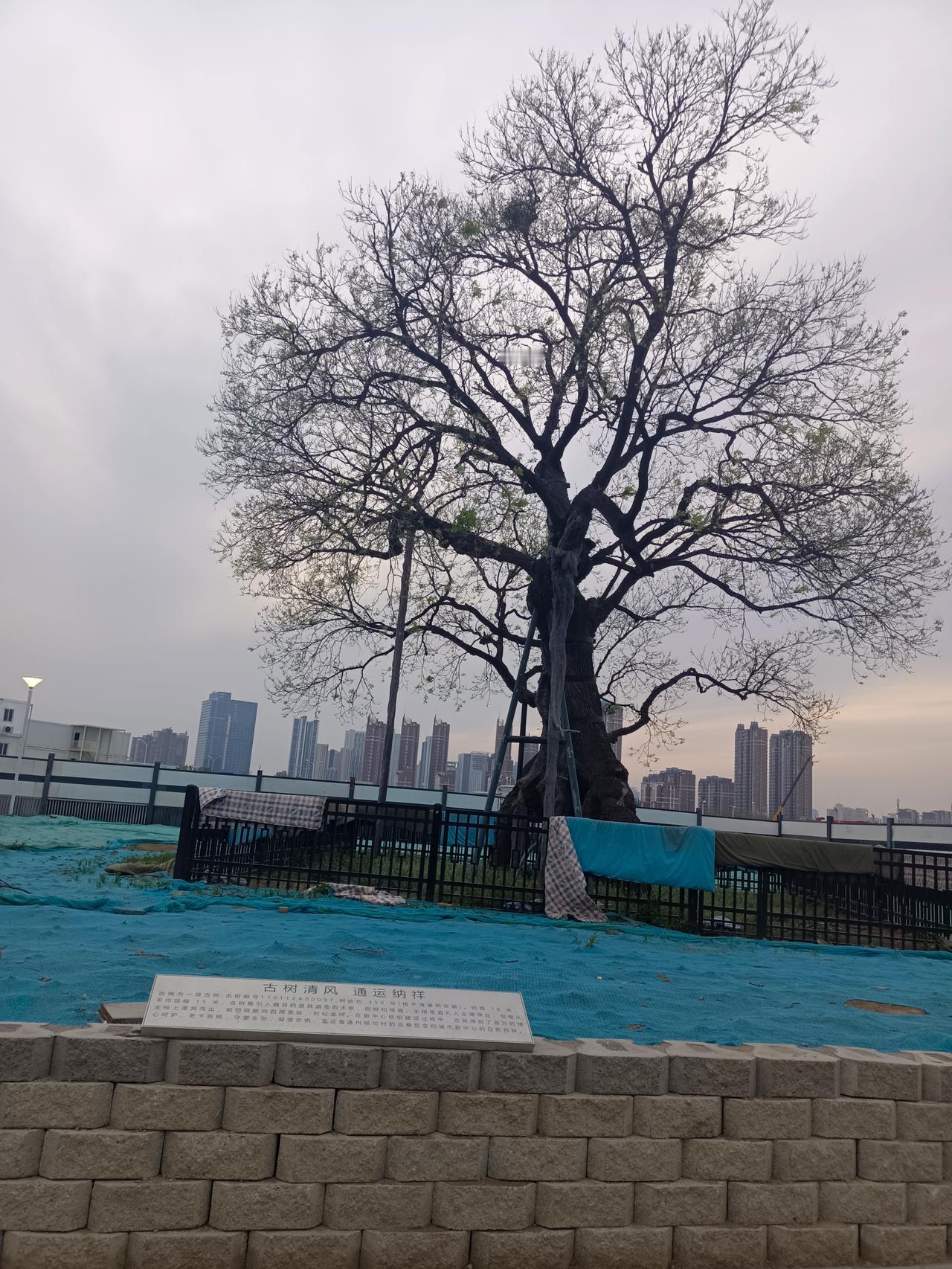 今天下午走到古树广场，停下脚步，拍下了黄昏下的这棵古树。
鸟巢像是新筑，绿芽却是