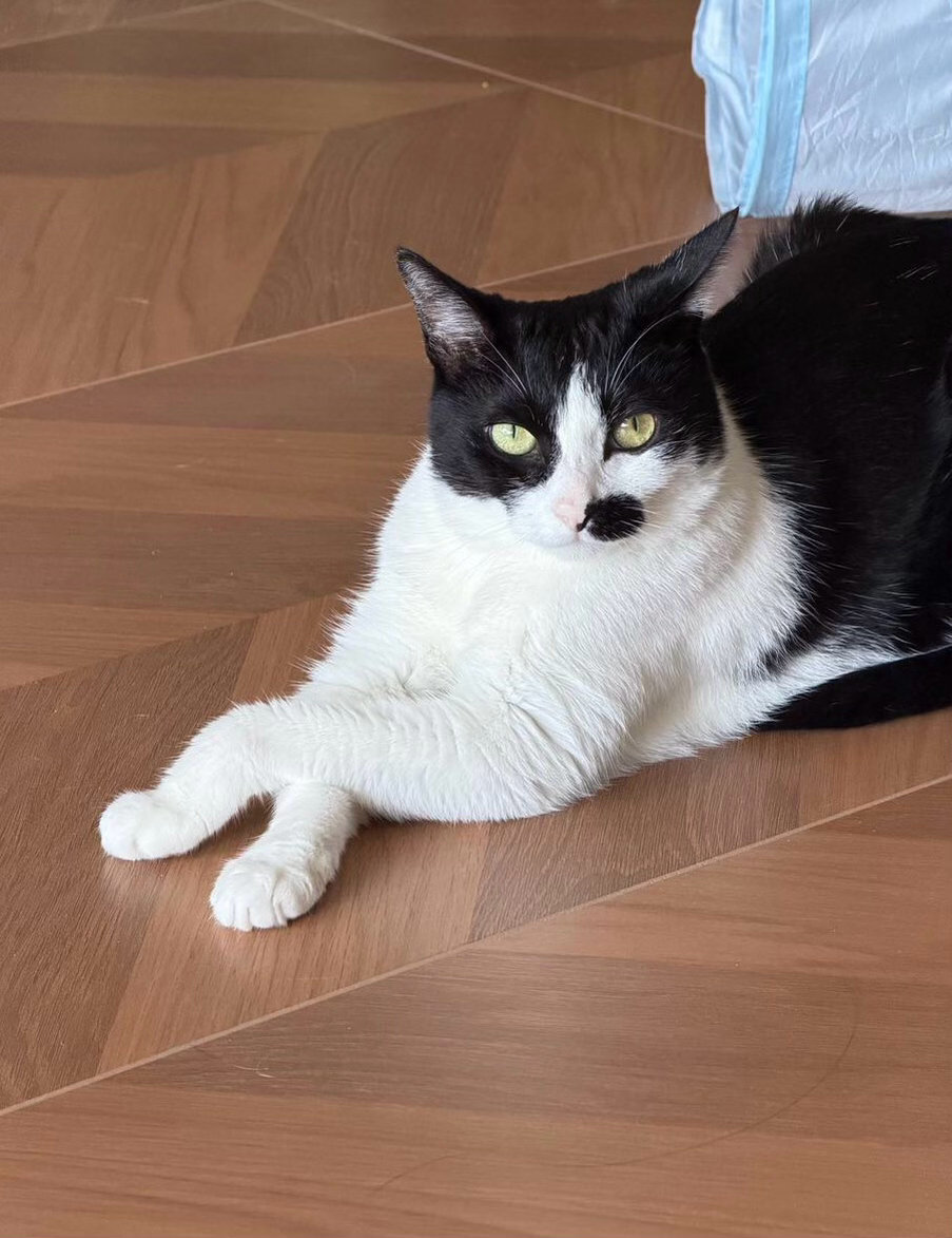小人儿，我下午什么行程？吃饭在几点？daily奶牛猫 （投稿：） 