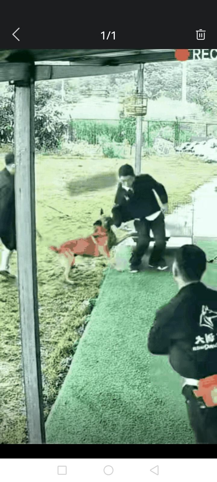 看着狗奔着人去了，狗主人手里还牵着绳子，一把都拉过来了吧，怎么忍心眼睁睁看着自己