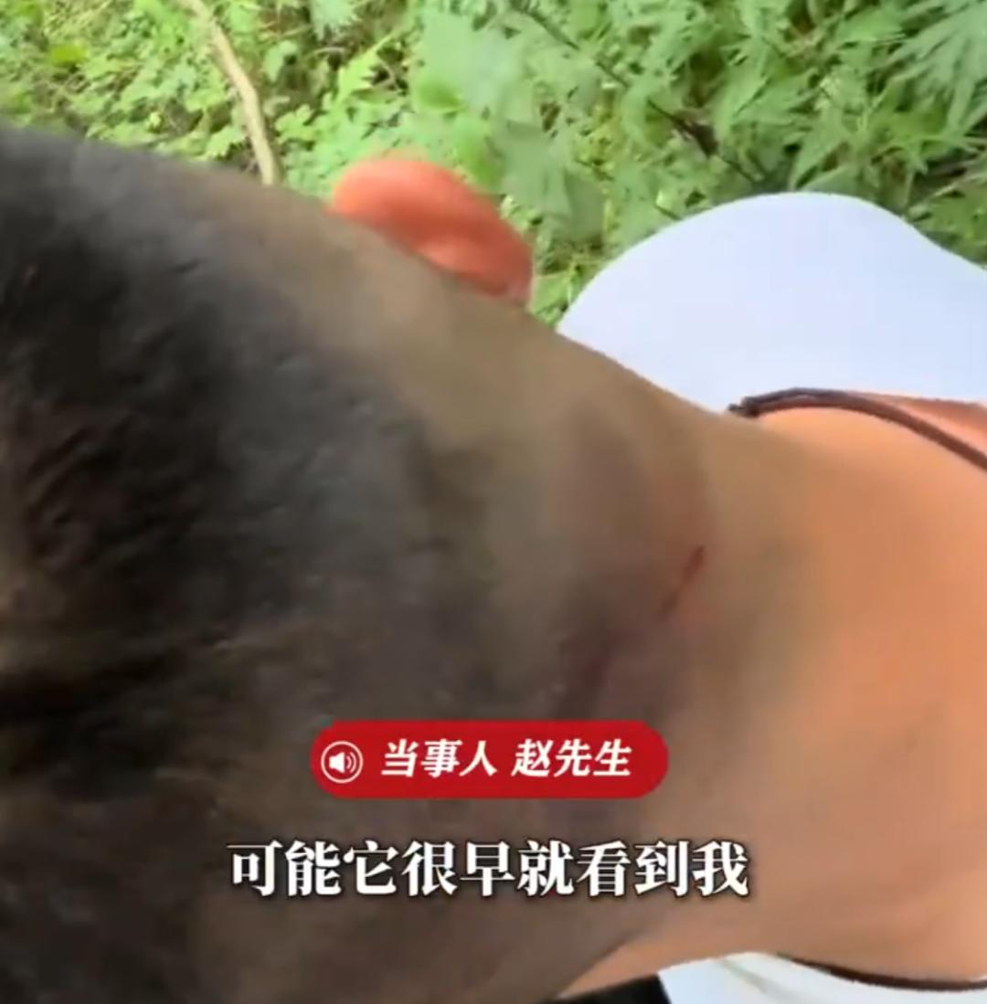 男子去上坟，路上突遭老鹰袭击！而且还是连续三番的攻击，男子懵了。
前不久，河南南