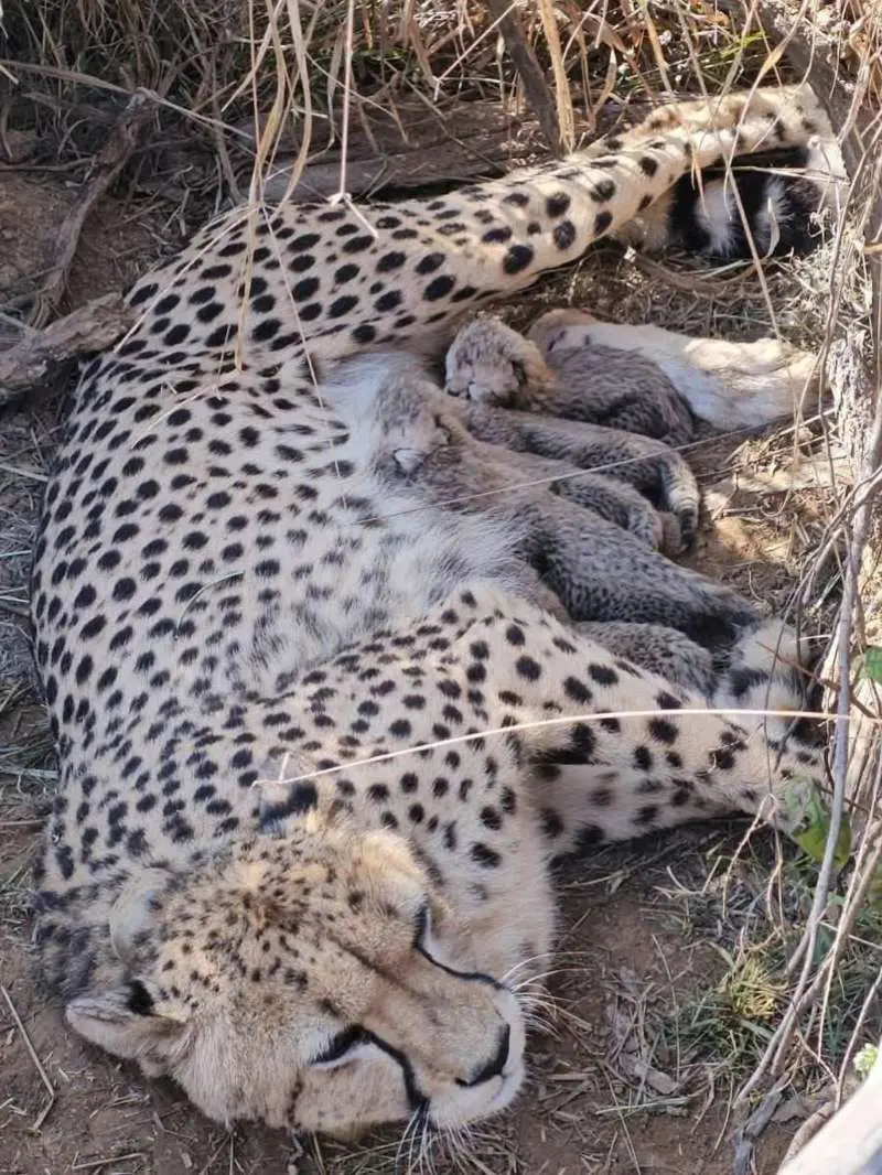 喜豹！！！猎豹Jwala 产下五只幼崽。朱瓦拉是2022年9月17日随...