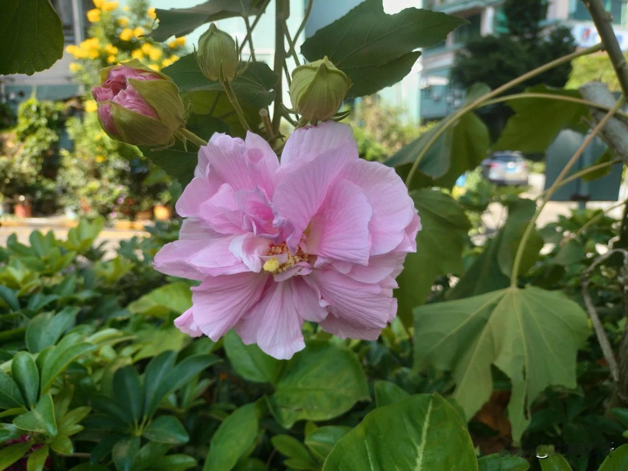 秋美人：木芙蓉
去年专门跑到圆明新园拍单瓣木芙蓉
没想到美人就在身边
一株光彩照