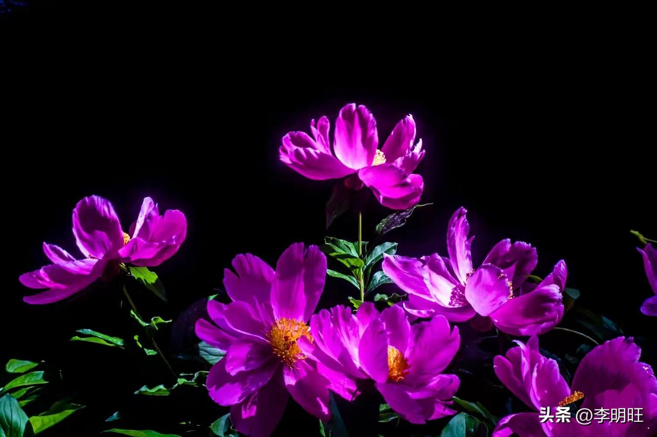 春花图