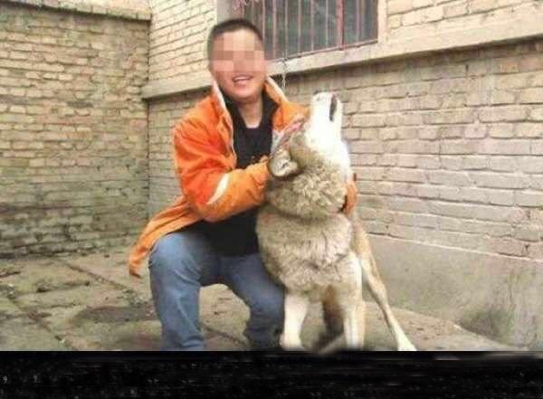 震惊！男子30块钱网购哈士奇看家，可是总觉得这狗没有网上说的那么二，大家快给看看