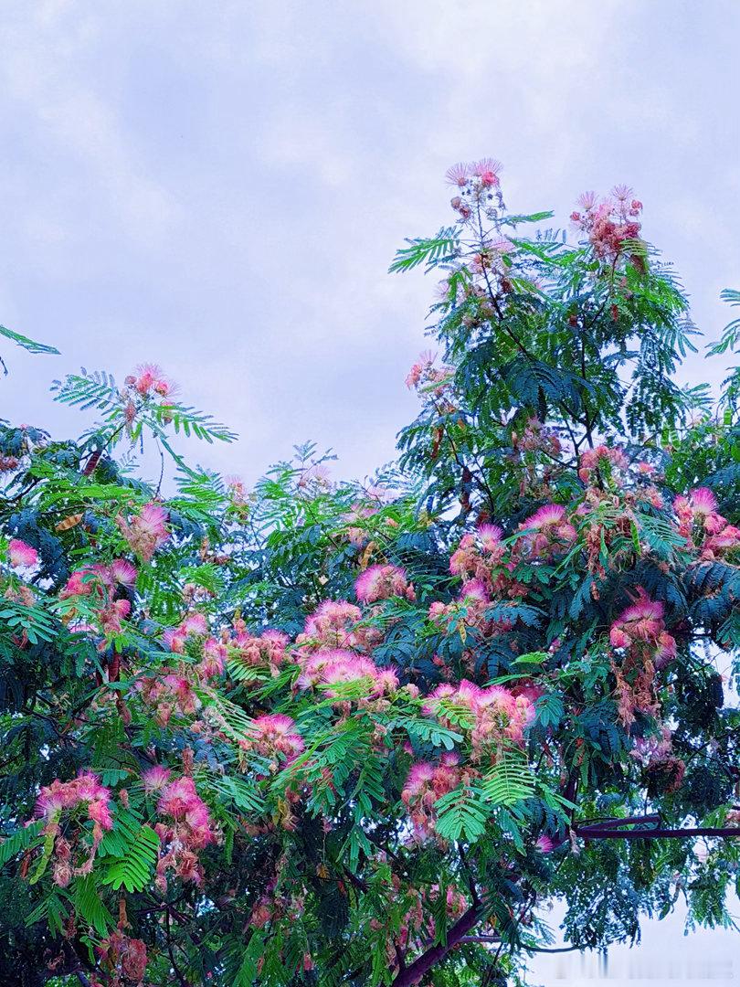 南方很多城市都会种植芙蓉树，又名合欢，5月是花期，花色早晨是浅粉色，傍晚会渐变成