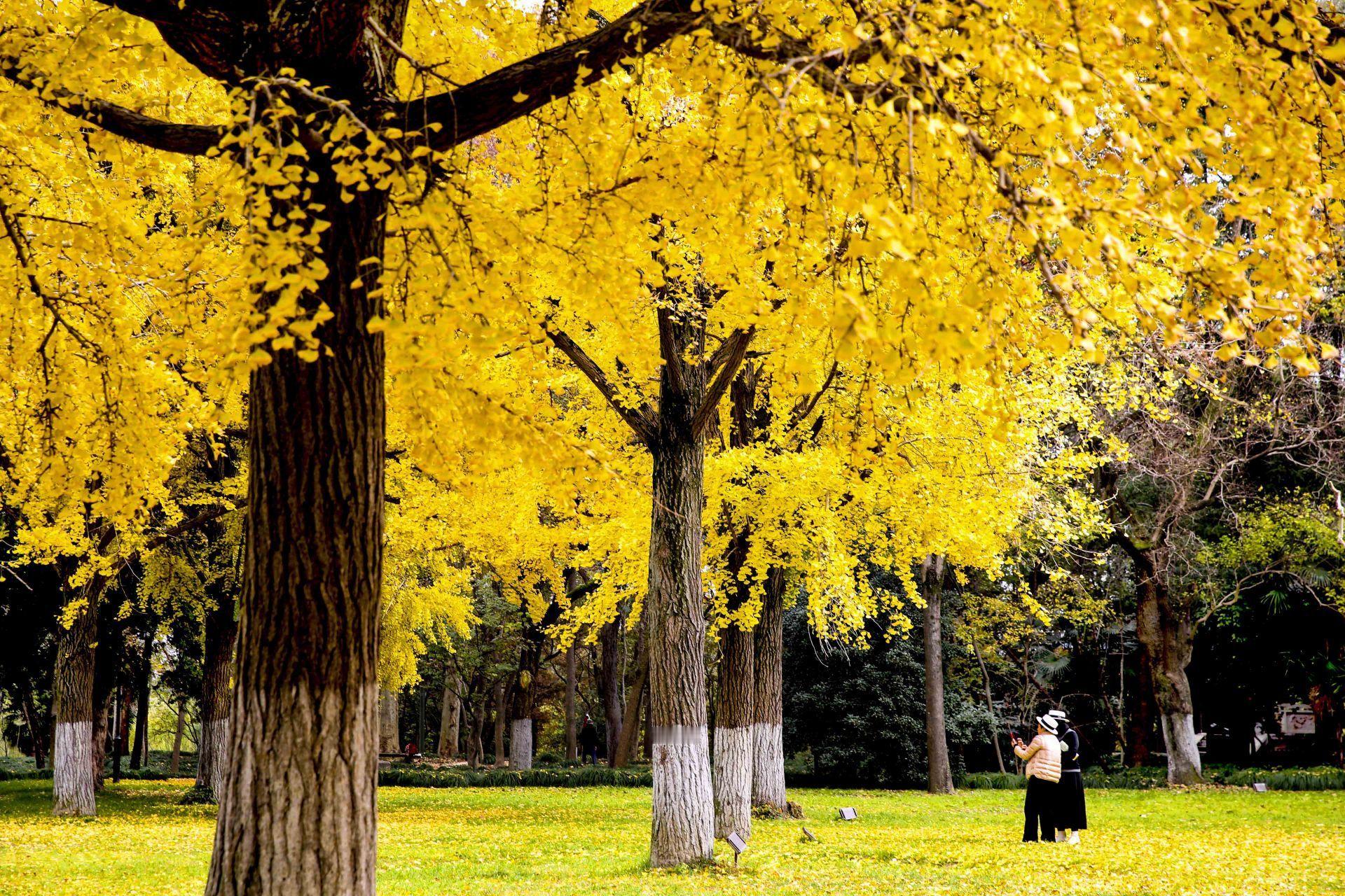 【扬州“入冬”啦！】根据气象学入冬标准——立冬后出现连续五日日平均气温低于10℃