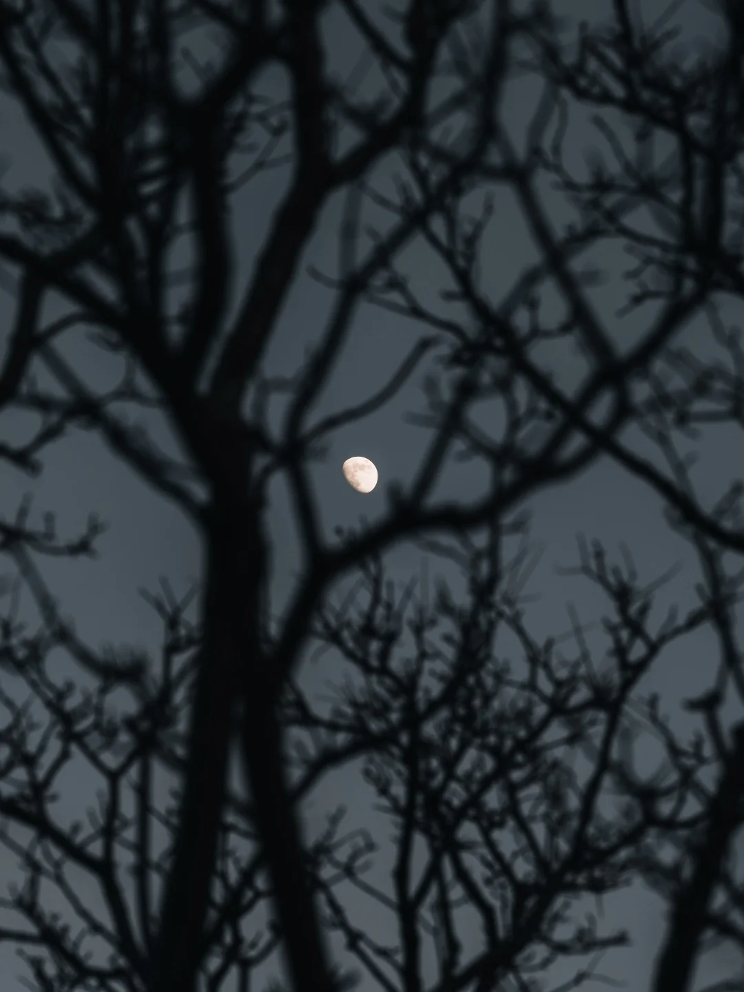 交换一张你拍到的月亮🌙