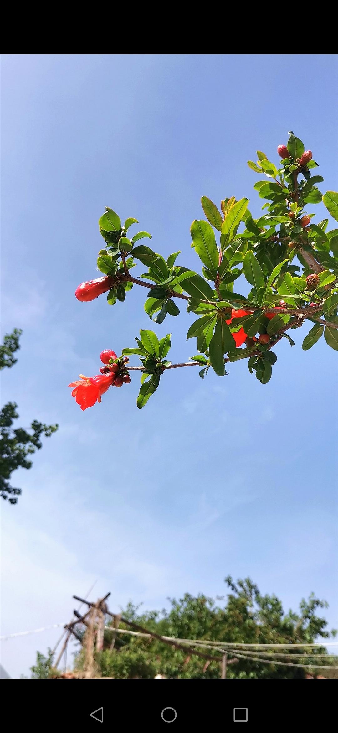 初夏
软风洗野林，
荷花才露新。
夏初闲无事，
钟情游清晨。
 
石榴燃花红，