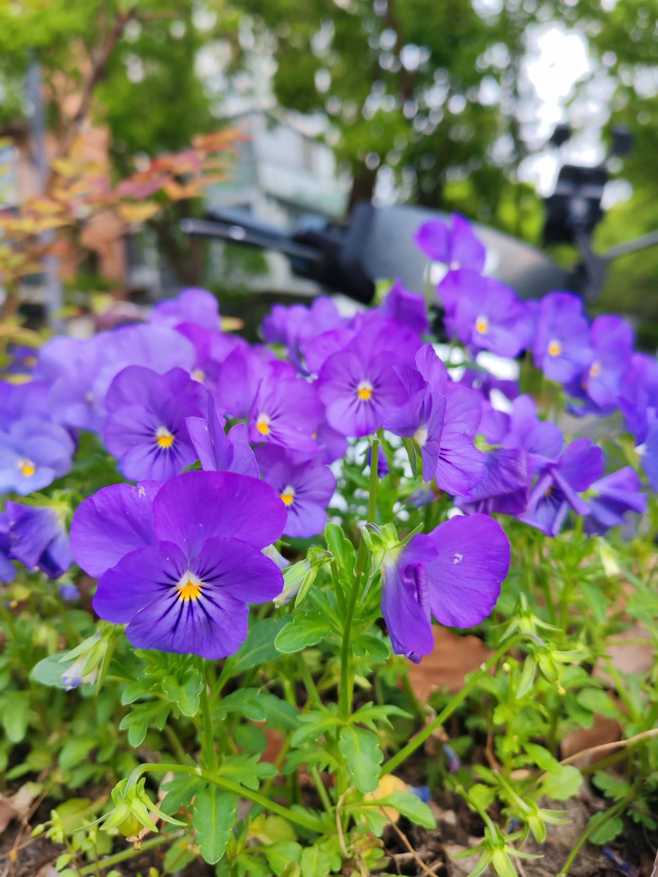 路过小区花坛，被这一片蓝紫色角堇狠狠治愈了！

小小的花挤挤挨挨开得热热闹闹，不