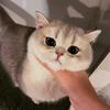 蜜西悠