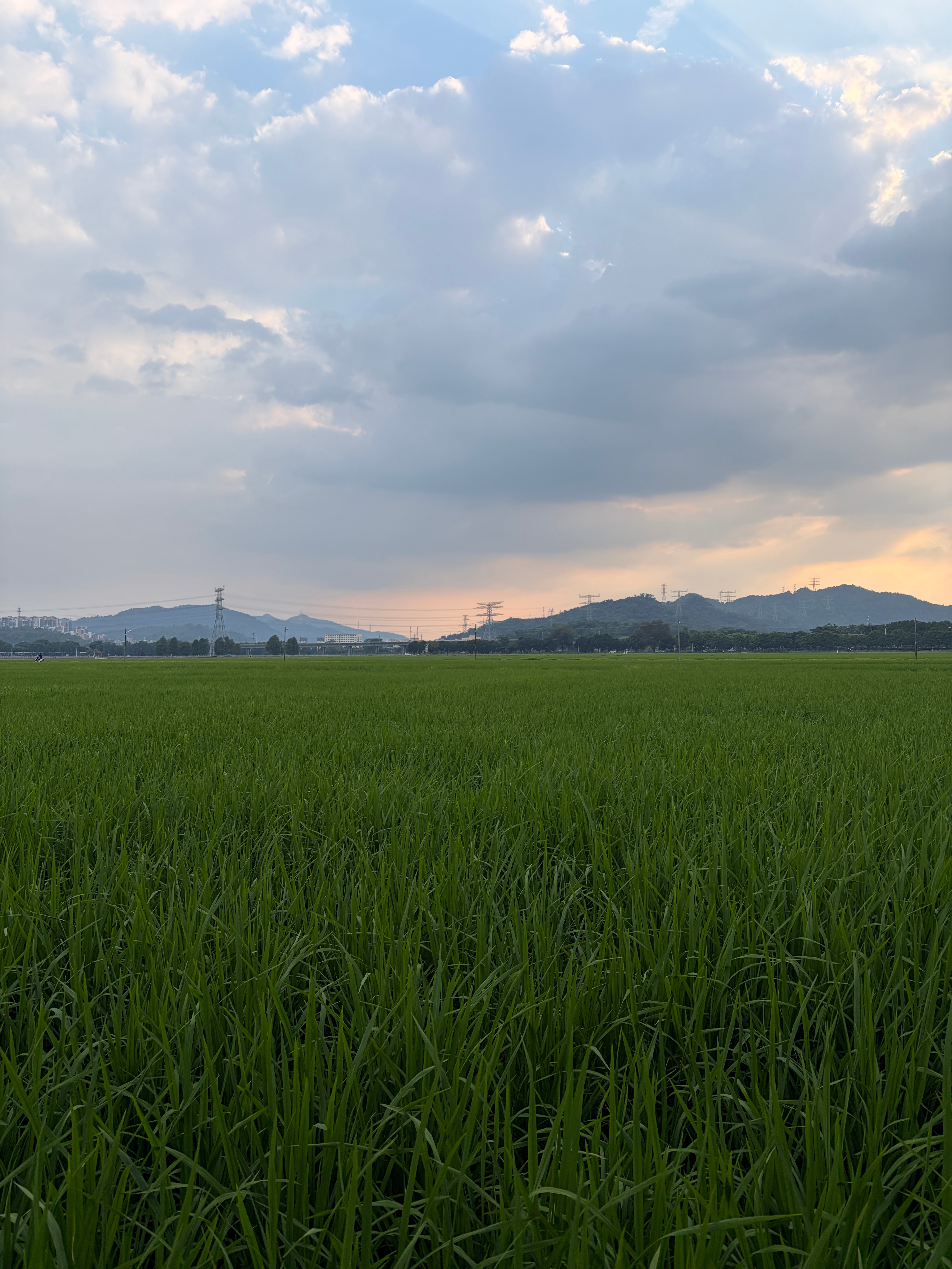 崖口村真的做大做强了，都在开始建现代化酒店和商场了，这一片稻田真的是宝地[笑cr
