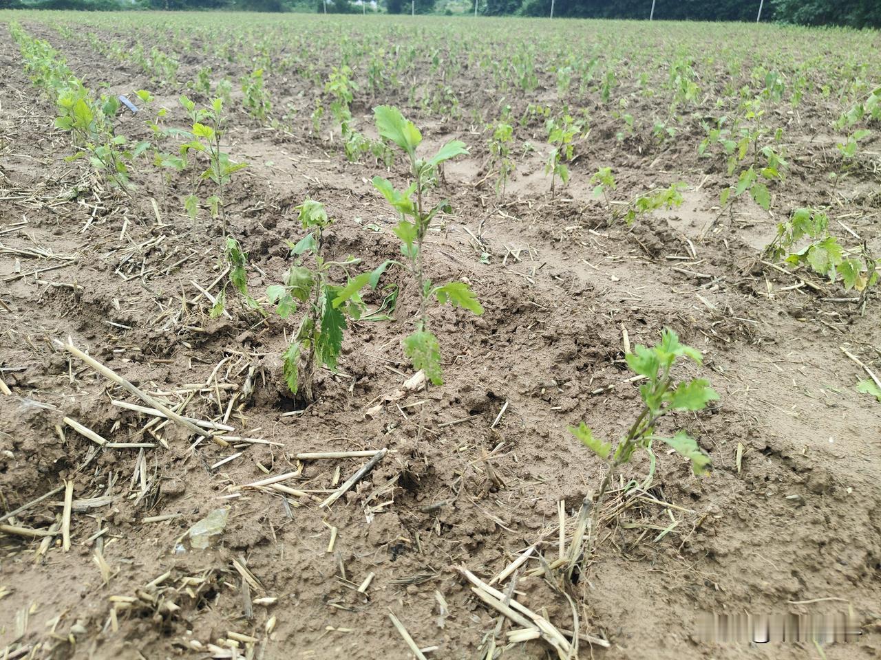 记录我的2026许多人还不知道，小麦收割后，种植这种菊花，一亩地轻松赚1万～2万