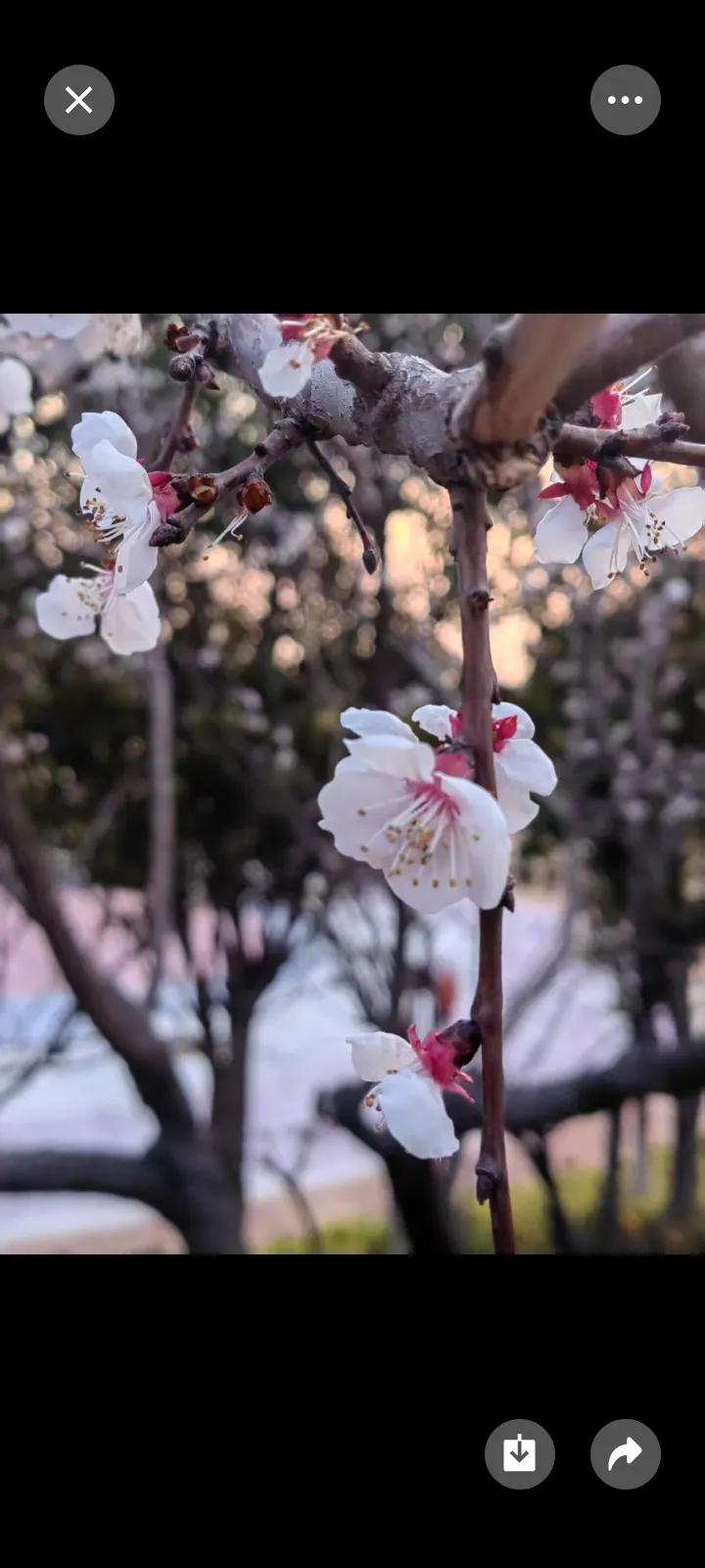 友友们，怎么看？说的不对，请批评指正！
春暖花开，幸福满满，河提随拍图！