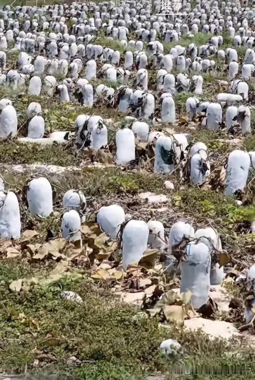 【感民生之多艰！海南菜农冬瓜滞销】海南省气象台已连续十余日发布高温预警，听闻海口