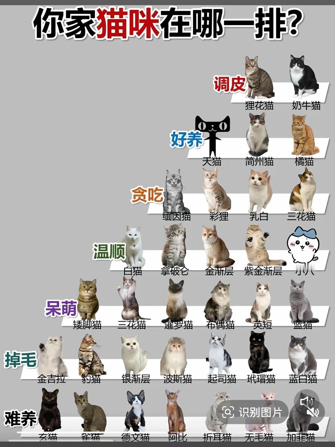 在搜索那些猫比较好养，结果…是天猫？[流鼻血] ​​​