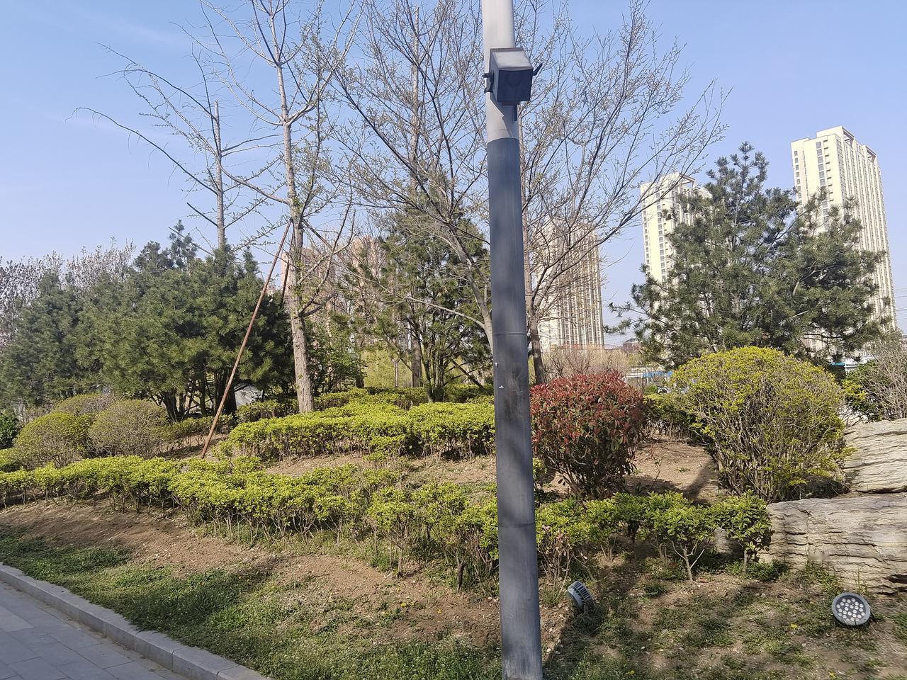 路边花花草草随手拍