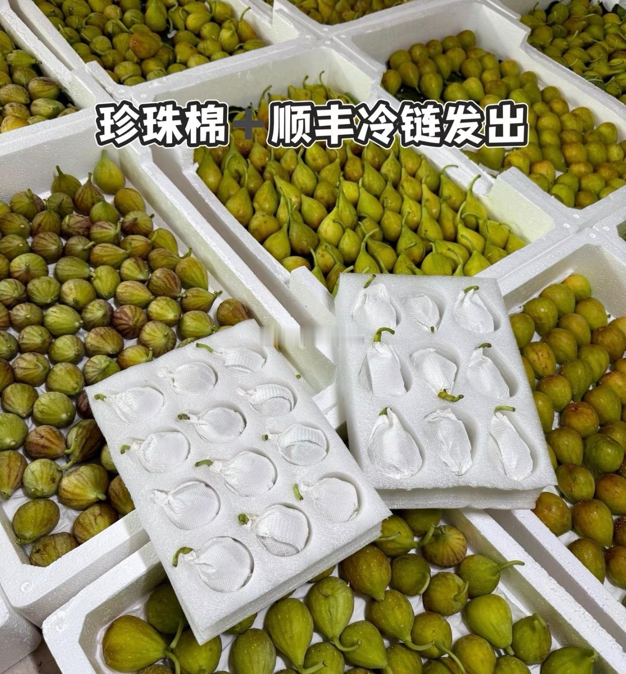 无花果没有花？骗人的,它开花的，而且一开就是一千多朵，只是全都藏在果子里，一朵都
