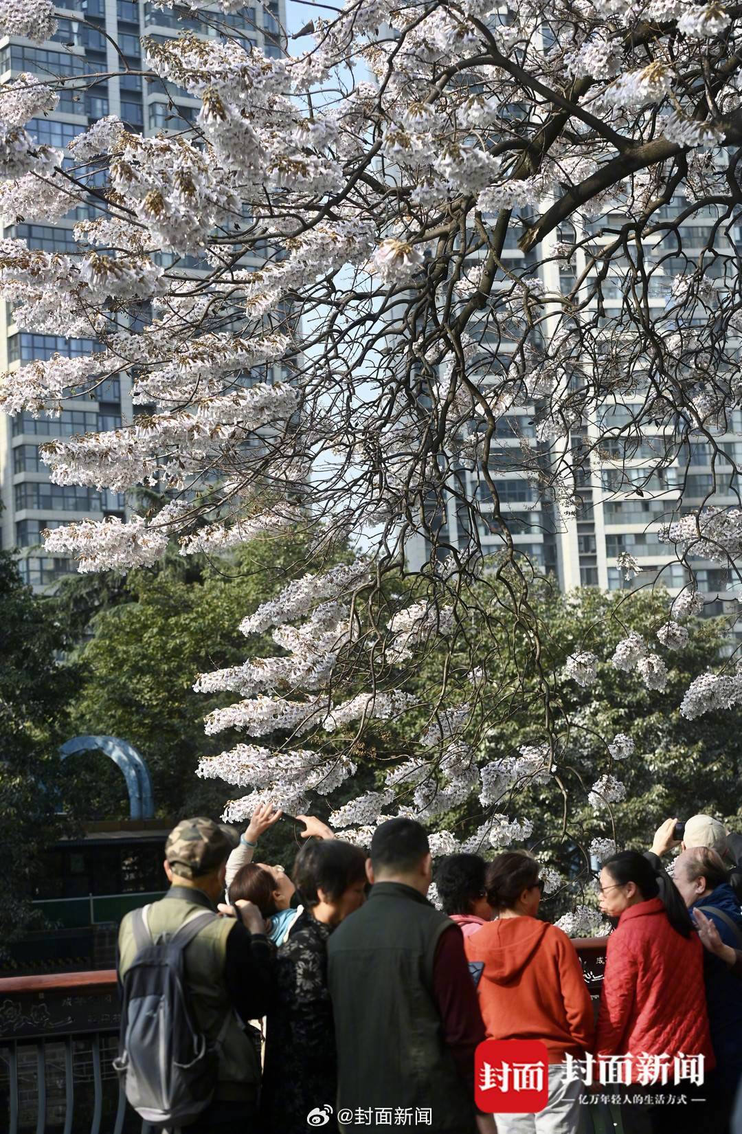 分享一下你相册里的春天#↓↓ ​​​