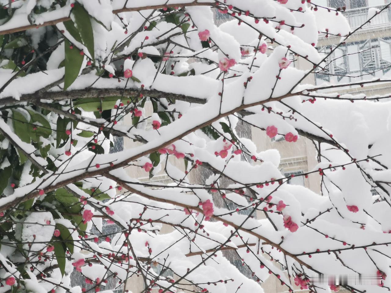 下联：簇簇绿竹傲寒霜，诚邀上联红梅点点喜冰雪。