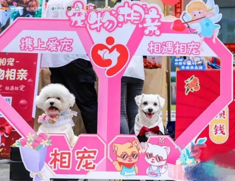 宠物相亲其实也侧面反映了现代年轻人对宠物文化的热爱，以及他们对宠物伴侣关系的重新
