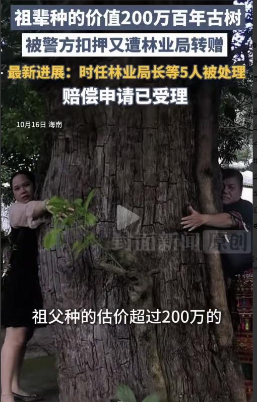 祖辈种的200万古树，法院说“不是你的”；林业局转手送人，局长被判刑了！ 
 