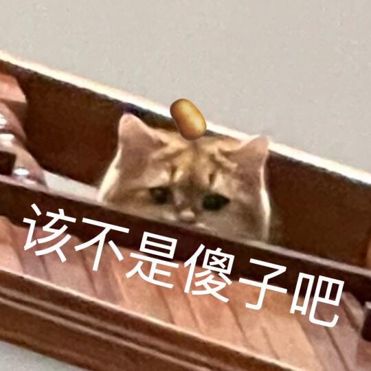 🥔表情包｜猫猫祟祟暗中观察