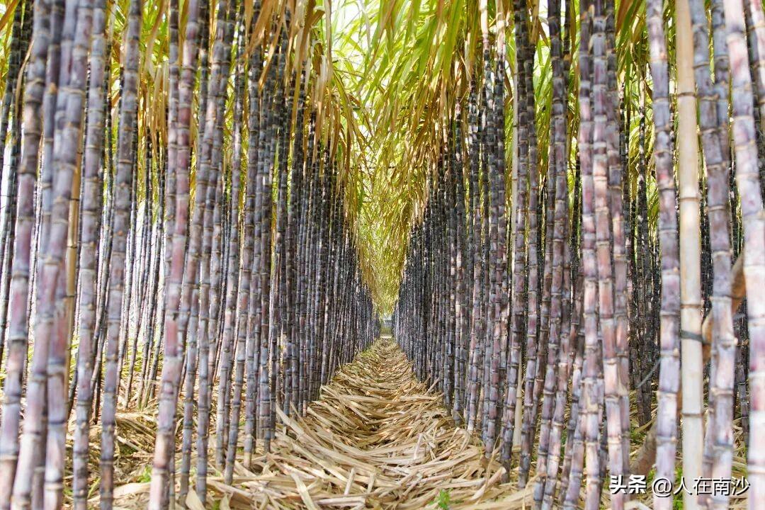 【来南沙抢甘蔗吧！两斤只要1块钱！！！】南沙多地甘蔗大丰收，大家快来抢甘蔗吧！价