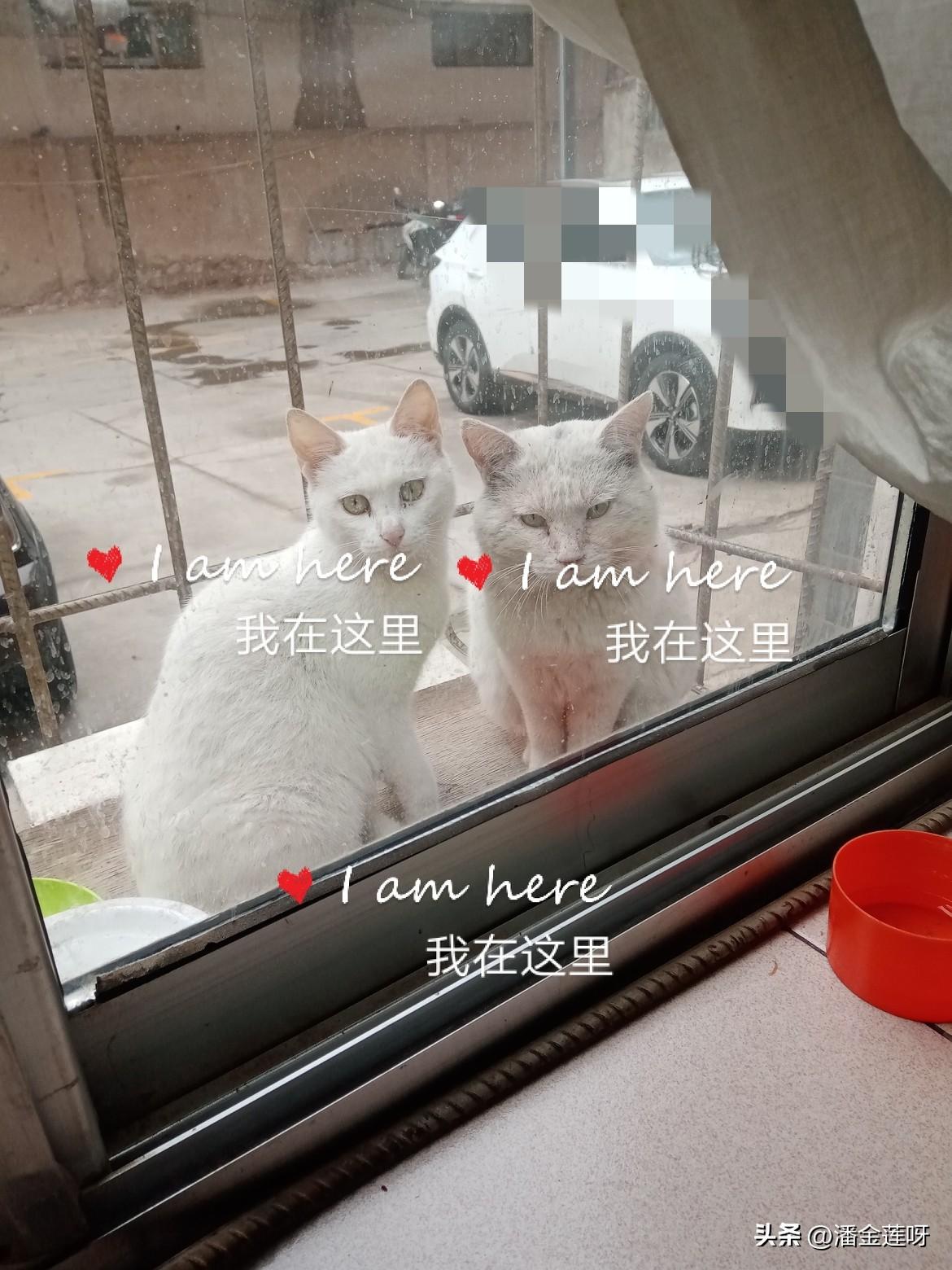 刚进家门，看到窗台上两只小可怜正依偎在一起，眼巴巴的等着我喂。
猫粮迅速盛上，小