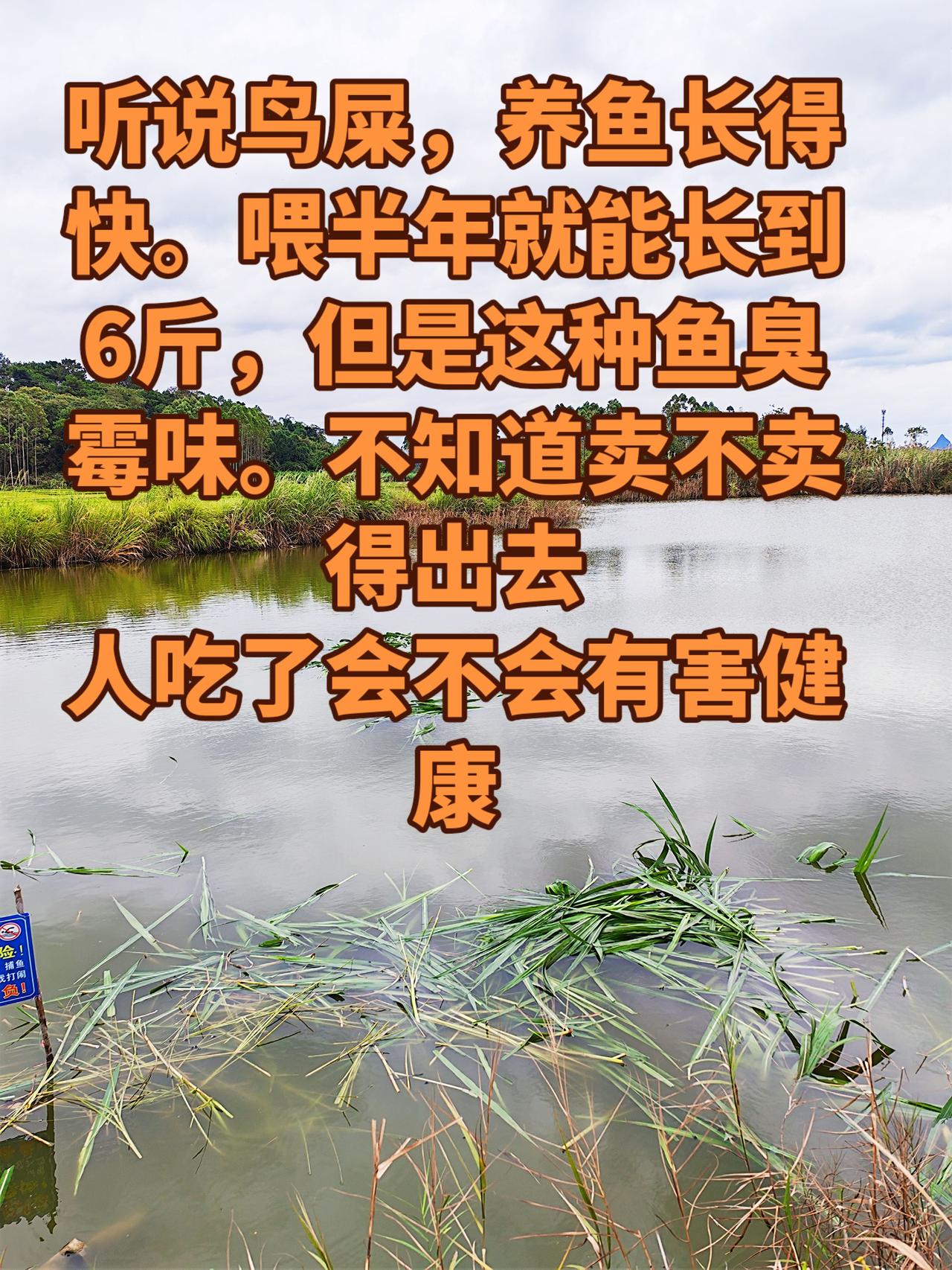 用鸟屎来喂鱼，长得快，但是鱼肉味道不行，也不知道有没有害养鱼 养鱼日记 草鱼