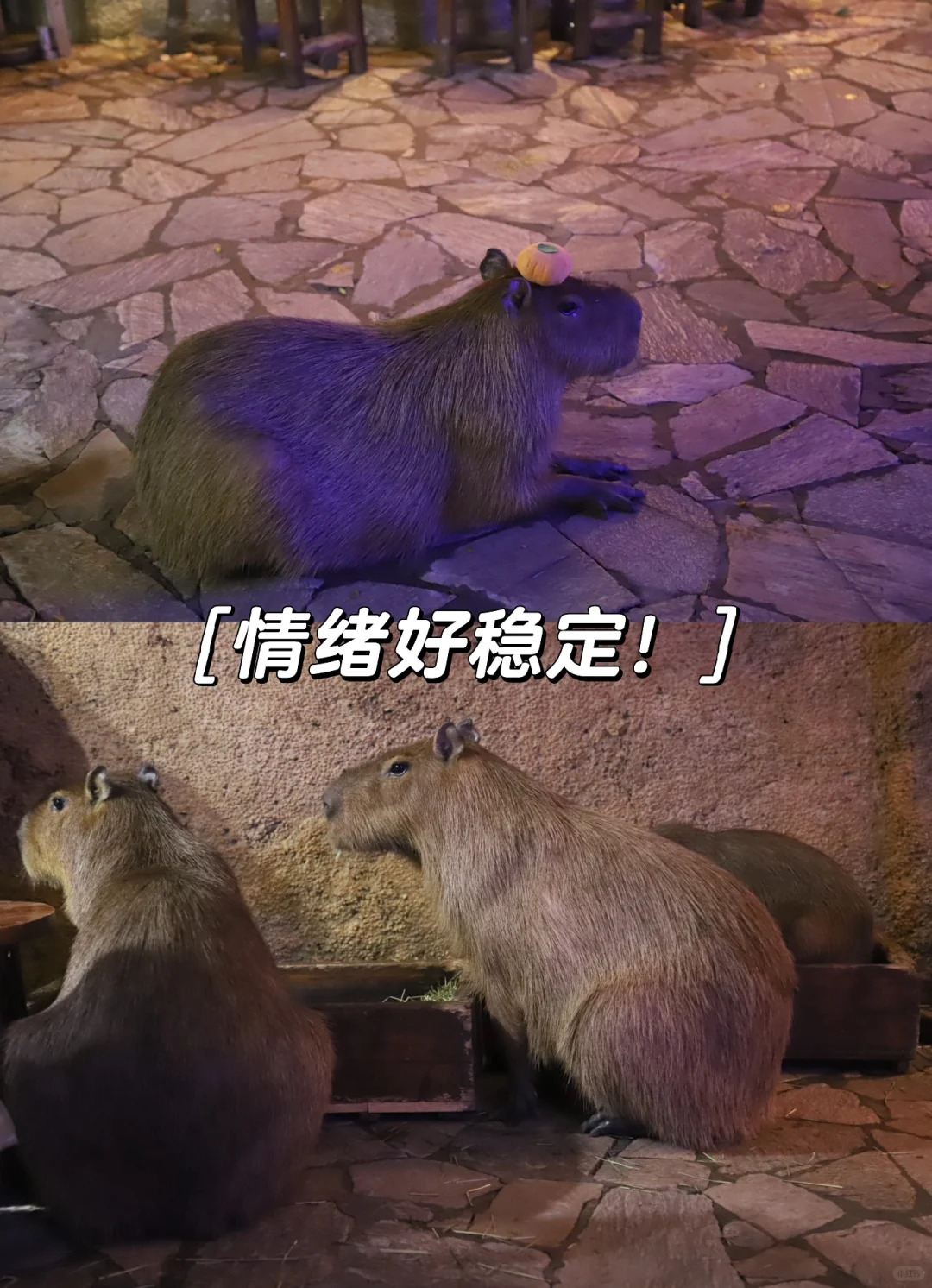 今年最火的卡皮巴拉！我找到这家梦幻小屋