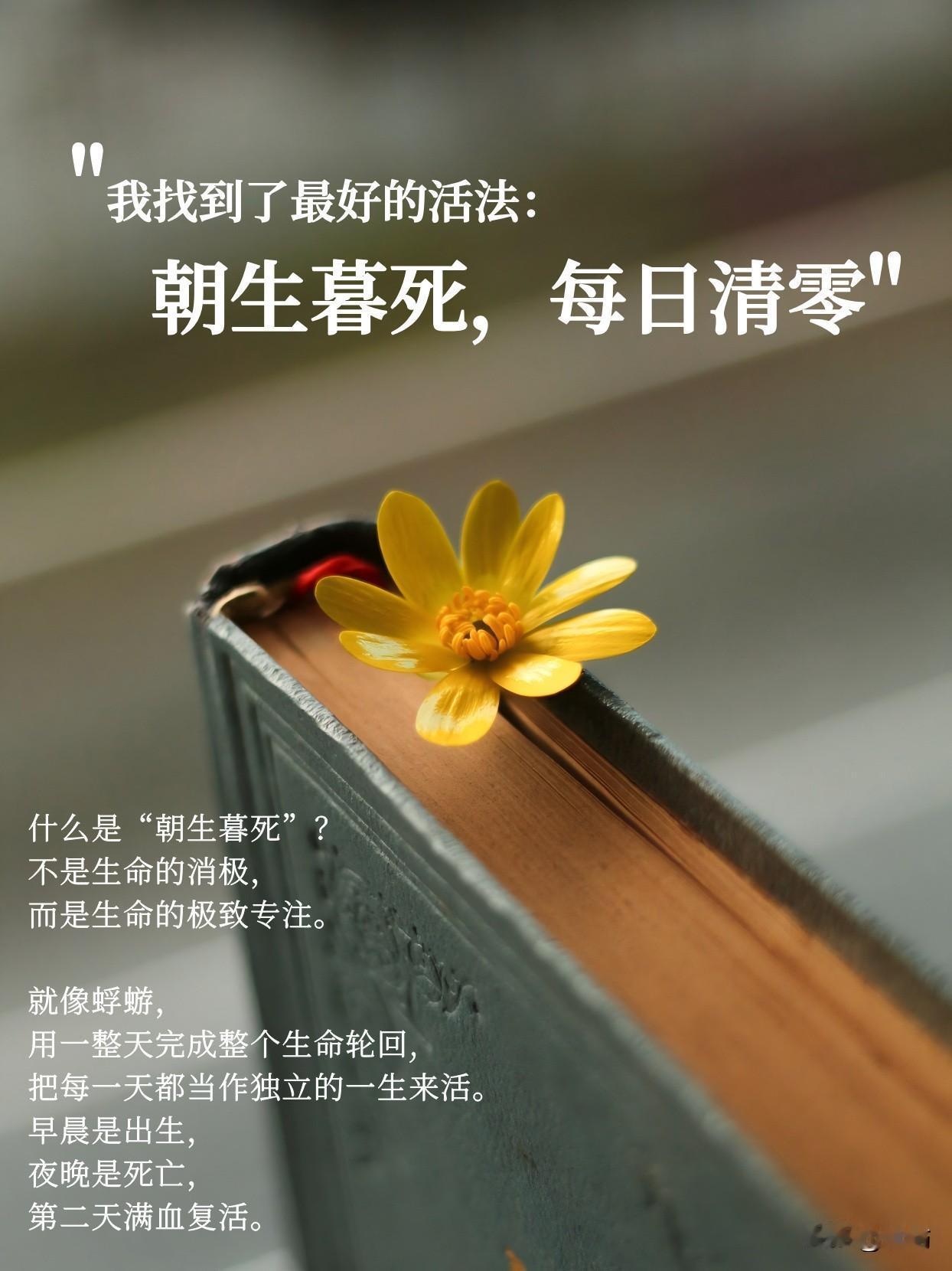 什么是“朝生暮死”？
不是生命的消极，
而是生命的极致专注。
就像蜉蝣，用一整天