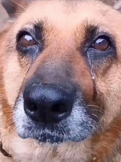 宿迁一老人离世 生前养的小狗狂追灵车 结局看哭网友
 
江苏宿迁发生的一幕，戳中