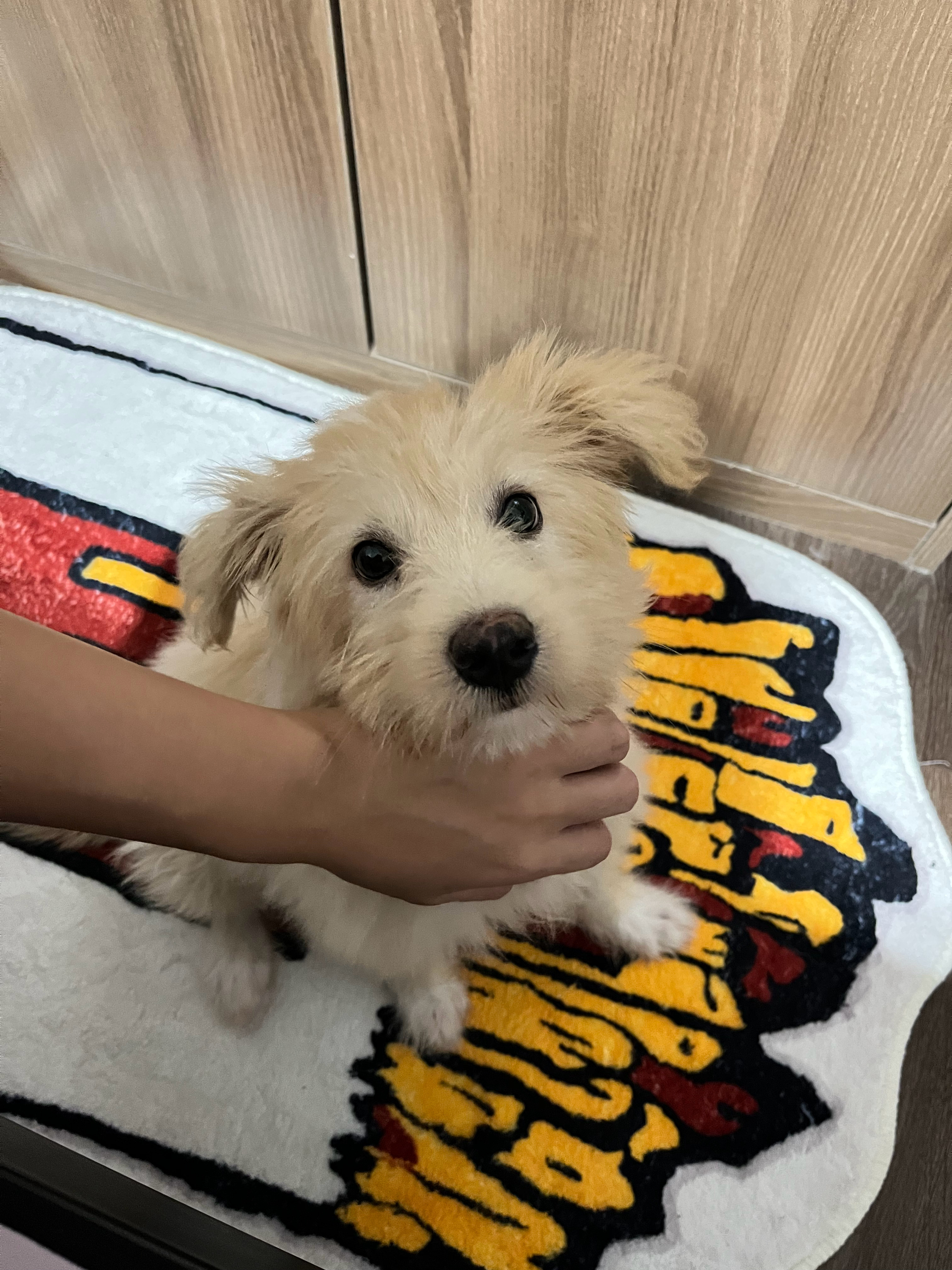 我们是丁丁历险记同款小狗🤣🐶🥰 ​​​