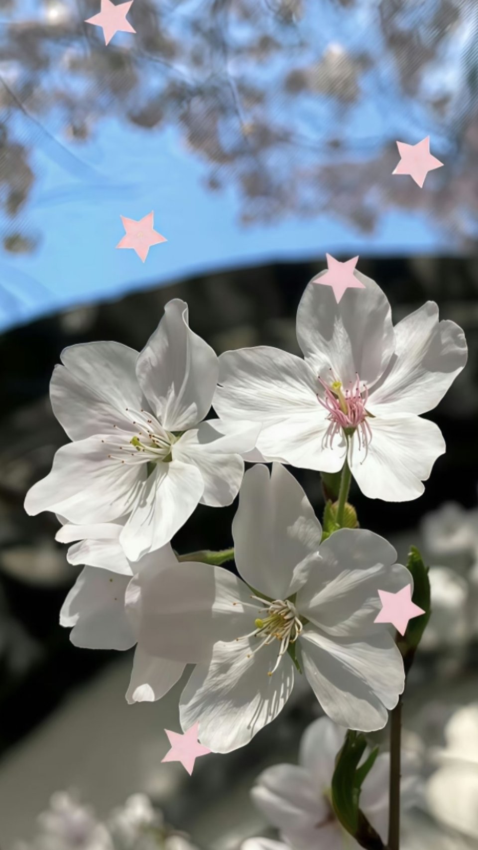 𝐒𝐡𝐚𝐫𝐞 壁纸｜ins风壁纸｜小众壁纸｜高清壁纸｜无水印壁纸｜小清新