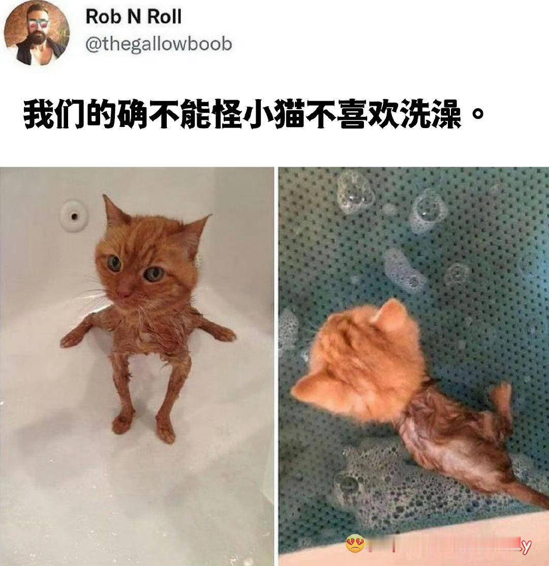 确实，不能怪猫猫meme