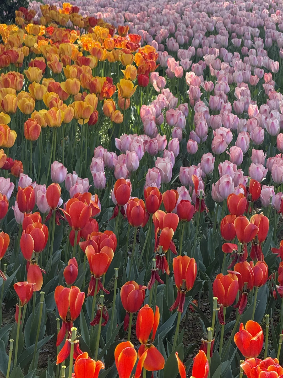 3.12鄞州公园郁金香实况～