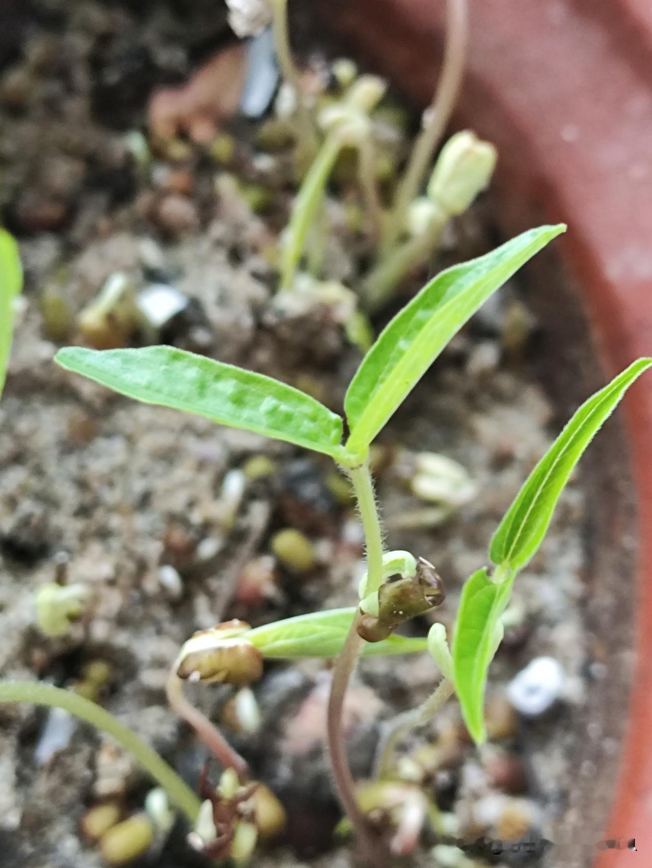 小小的绿豆
发芽了
太棒了
小众植物影像 
泥土滋养太赞了