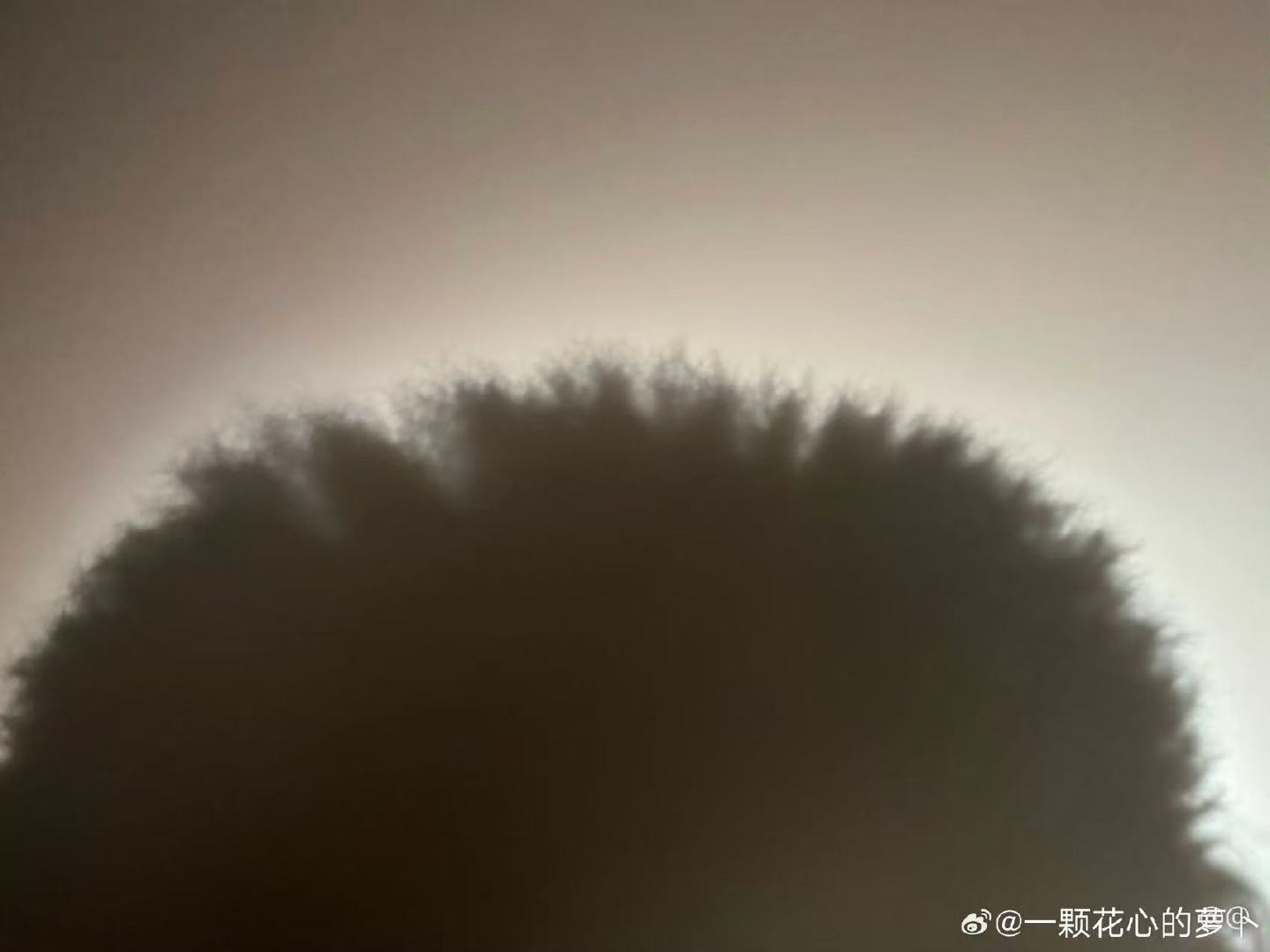 左奇函寸头照左奇函晒寸头影子 皮皮影子来了 ​​​