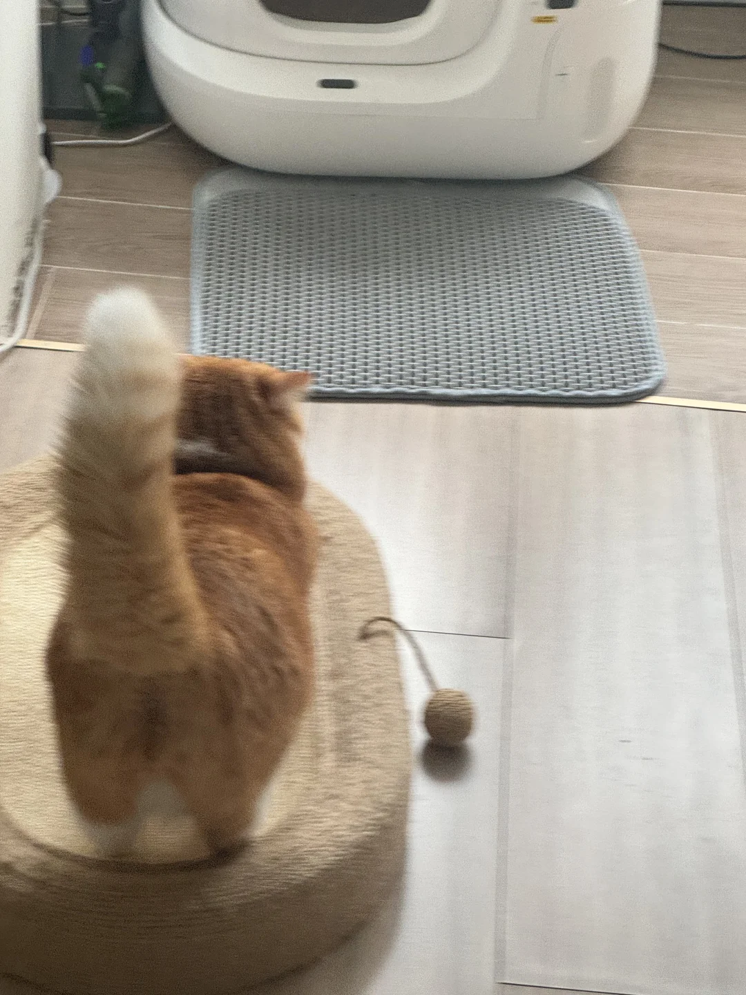 小猫的屁股也好可爱啊