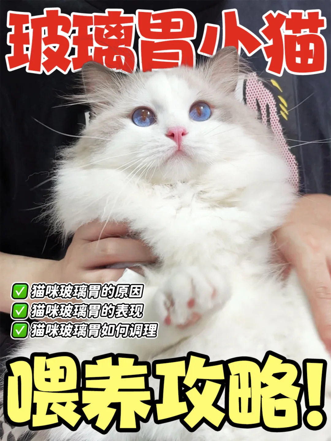 玻璃胃小猫喂养攻略，一篇讲清楚！