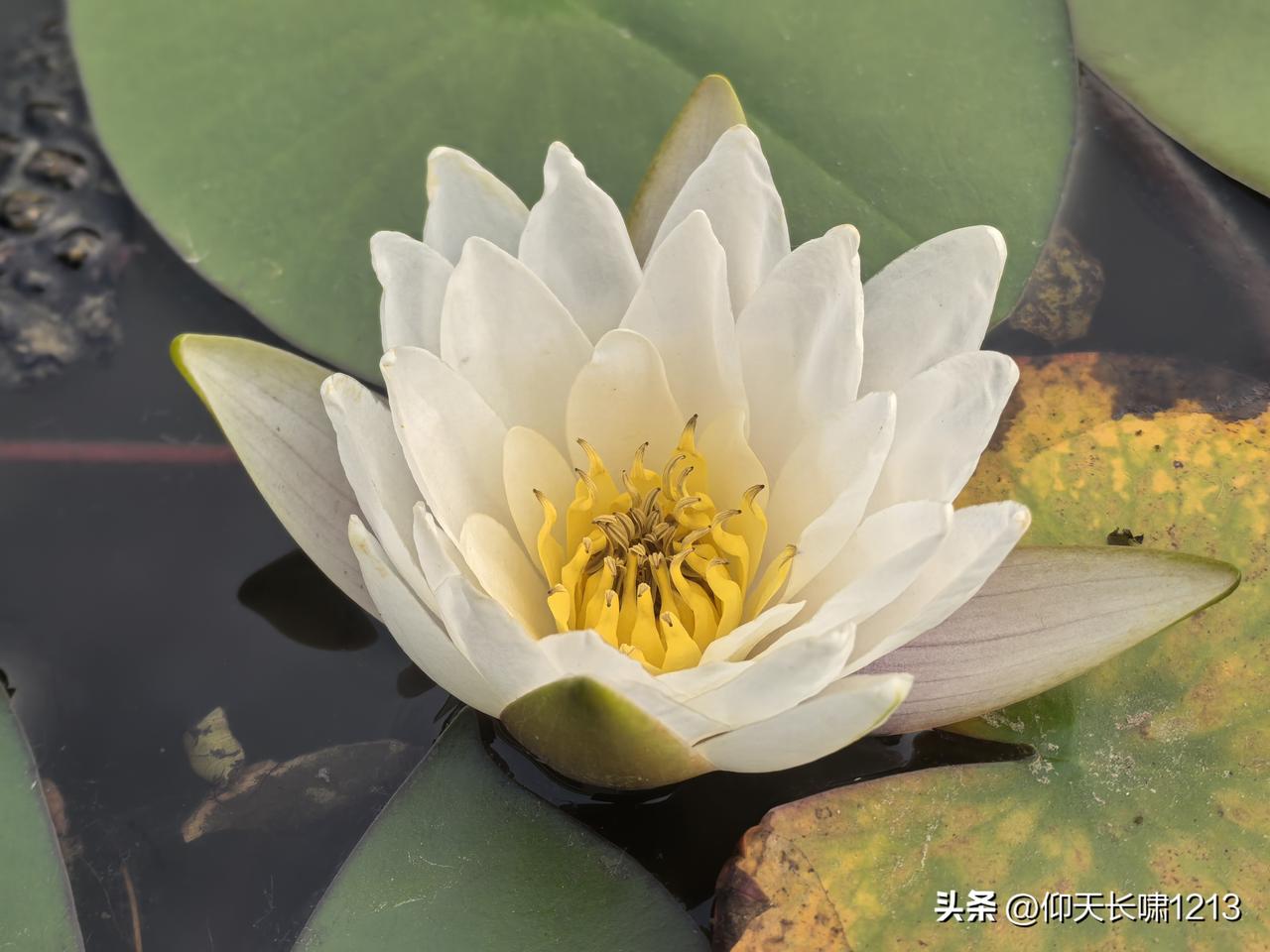 白睡莲之美。傍晚时分经过，花蕾紧闭，原来它们清晨才睡醒。早起巡视，满池娇艳，宛若
