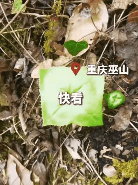 幼叶竟长成正方形！5月4日重庆巫山男子爬山偶遇国家二级保护植物八角莲幼苗，网友神