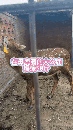 这回不狂躁了？怎么完犊子了？[泣不成声]