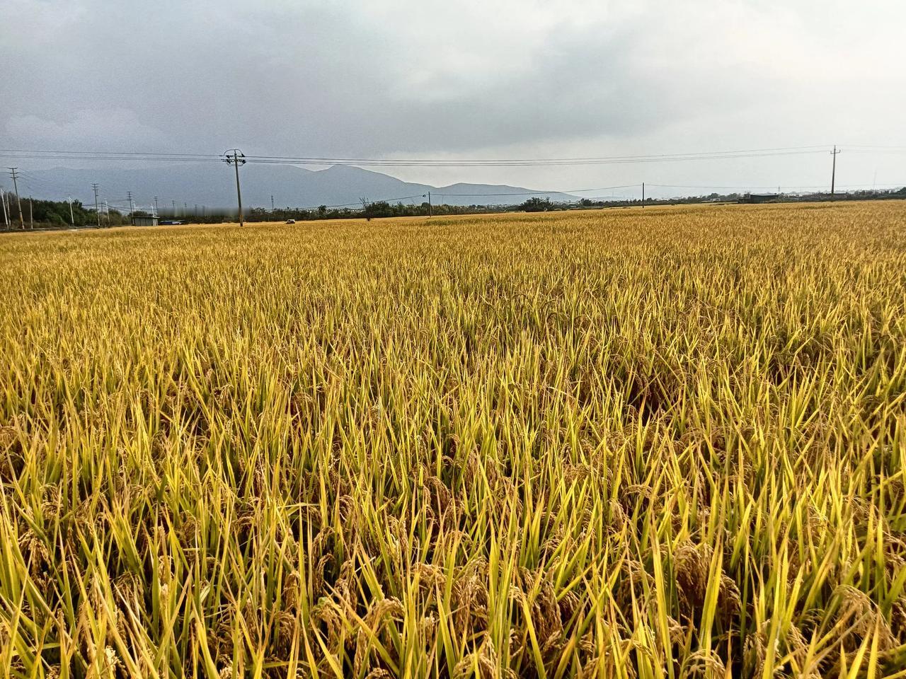 风调雨顺对仗什么最好?
风调雨顺的对仗最好的是：五谷丰登。