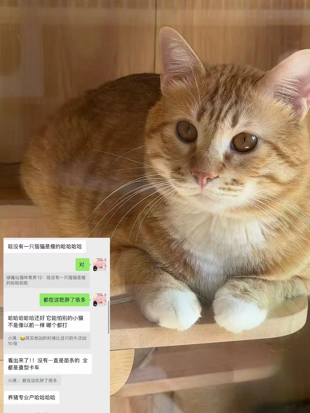 🍑扑扑寄养近一年的时光✨