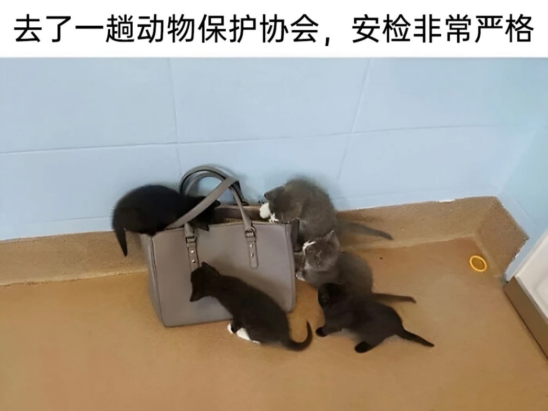 检查一下有没有带小鱼干 ​​​